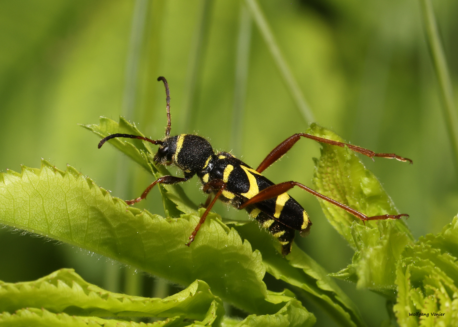 Gemeiner Widderbock / Clytus arietis Foto & Bild | tiere, wildlife ...