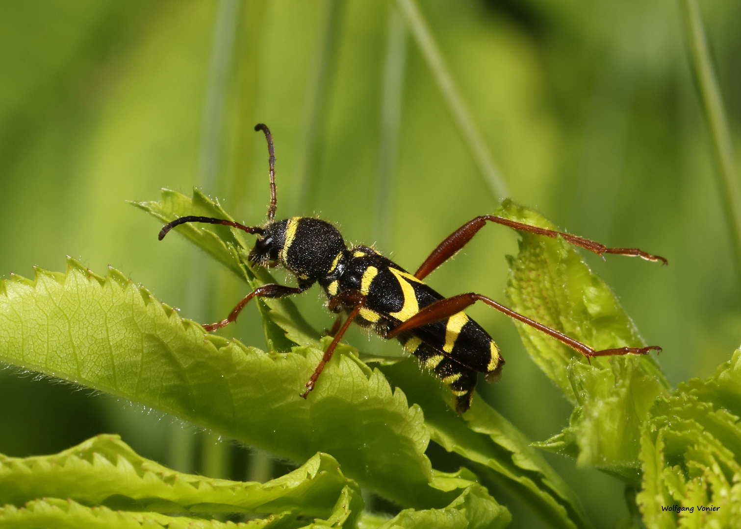 Gemeiner Widderbock / Clytus arietis