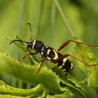 Gemeiner Widderbock / Clytus arietis