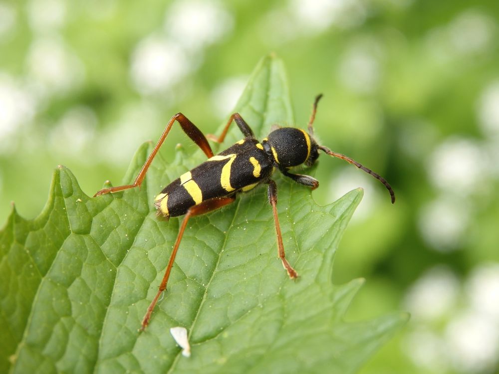 Gemeiner Widderbock (Clytus arietis)