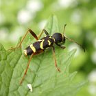 Gemeiner Widderbock (Clytus arietis)