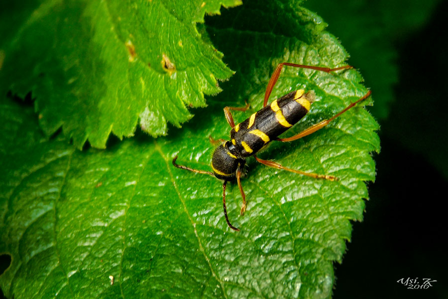 Gemeiner Widderbock