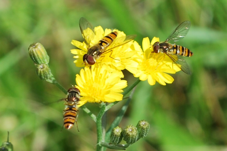 gemeiner Winter-Schwebfliegentreff