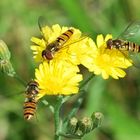 gemeiner Winter-Schwebfliegentreff