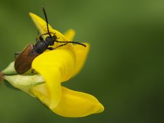 gemeiner Wollkäfer