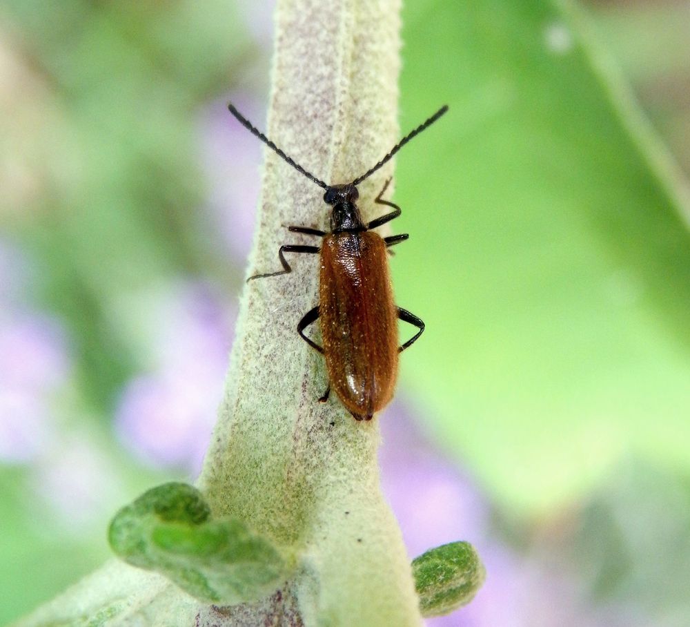 Gemeiner Wollkäfer (Lagria hirta) auf Schmetterlingsstrauch