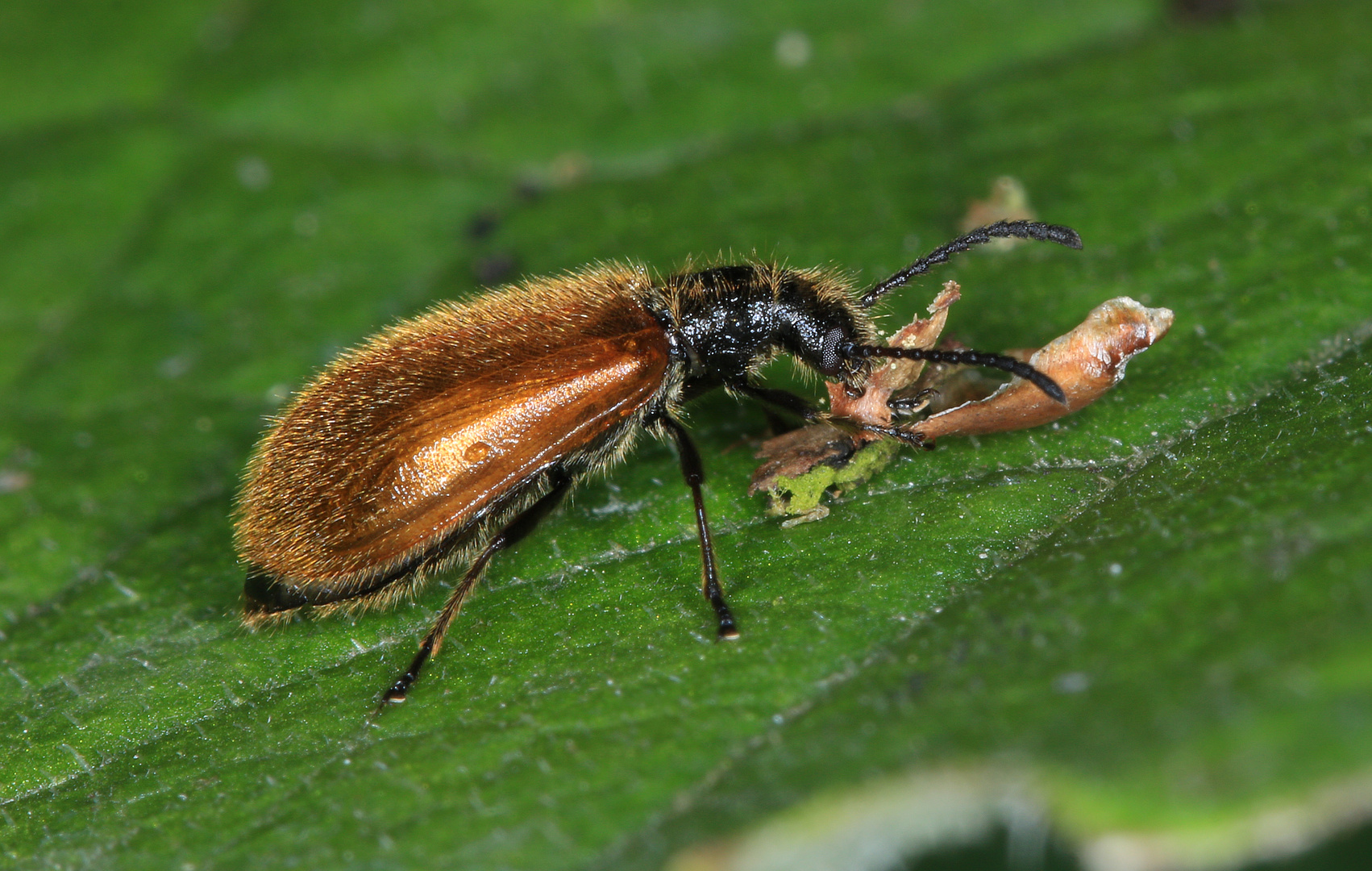 Gemeiner Wollkäfer, Lagria hirta, w. 