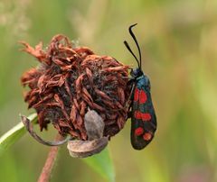 Gemeines Blutströpchen (Zygaena filipendulae)