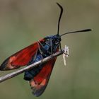 Gemeines Blutströpfchen