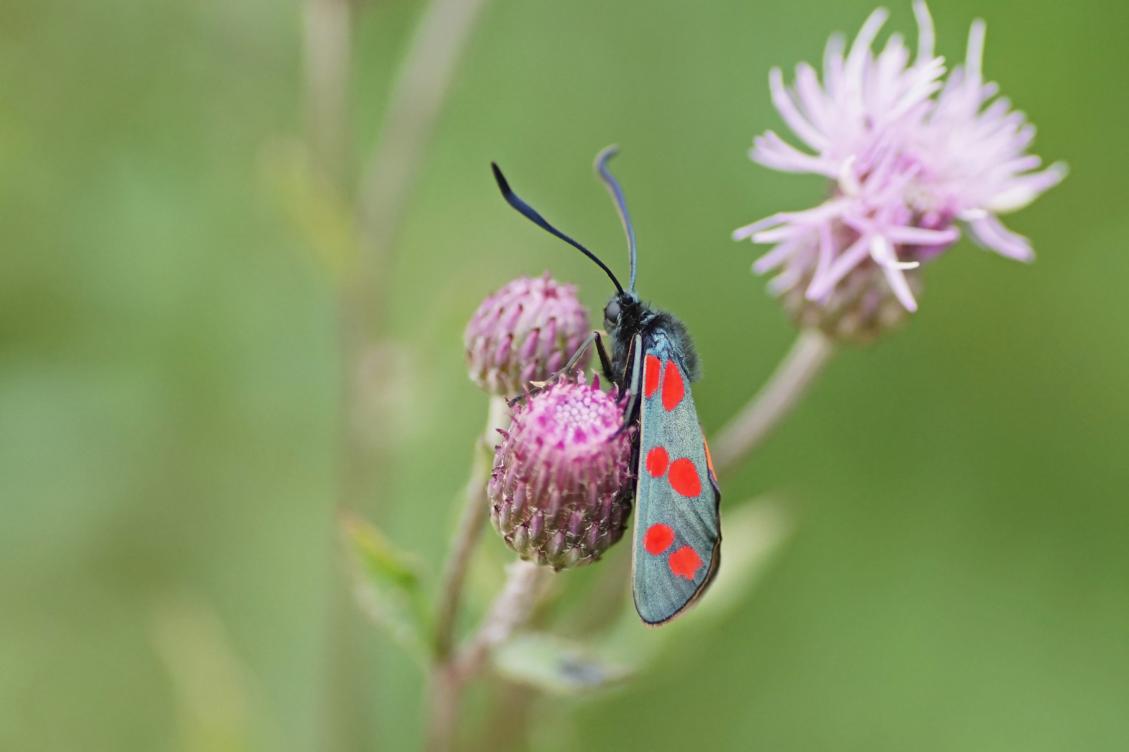 Gemeines Blutströpfchen oder auch Sechsfleck-Rotwidderchen (Zygaena filipendulae)