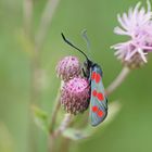 Gemeines Blutströpfchen oder auch Sechsfleck-Rotwidderchen (Zygaena filipendulae)