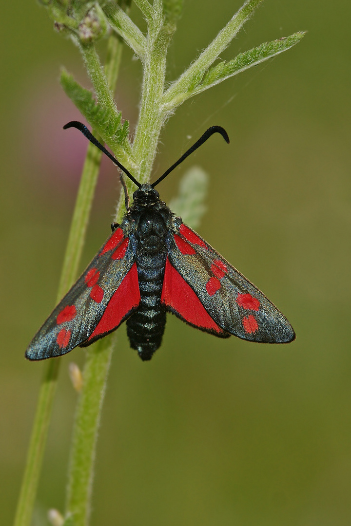 Gemeines Blutströpfchen oder auch Sechsfleck-Widderchen (Zygaena filipendulae)