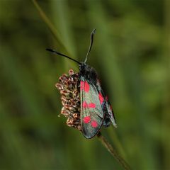 Gemeines Blutströpfchen (Zygaena filipendulae)