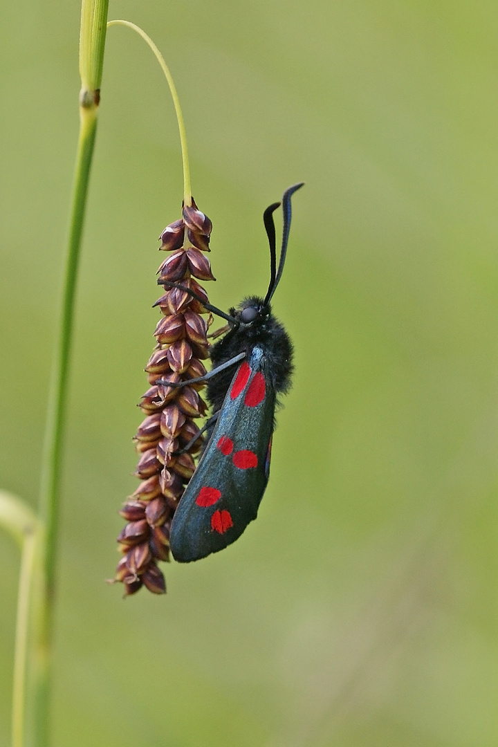 Gemeines Blutströpfchen (Zygaena filipendulae)