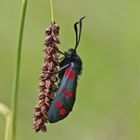 Gemeines Blutströpfchen (Zygaena filipendulae)