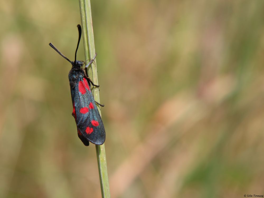 gemeines Blutströpfchen [Zygaena filipendulae]