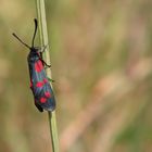 gemeines Blutströpfchen [Zygaena filipendulae]