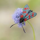 Gemeines Blutströpfchen (Zygaena filipendulae)