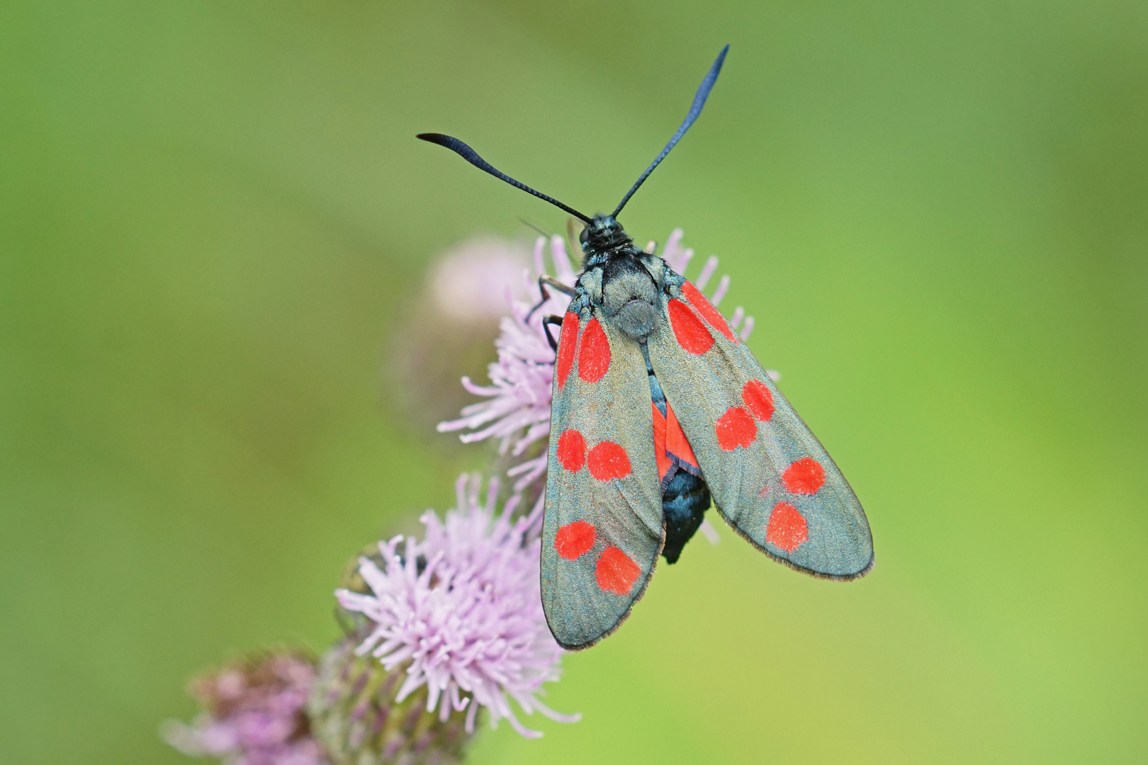 Gemeines Blutströpfchen (Zygaena filipendulae)