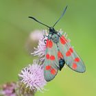 Gemeines Blutströpfchen (Zygaena filipendulae)