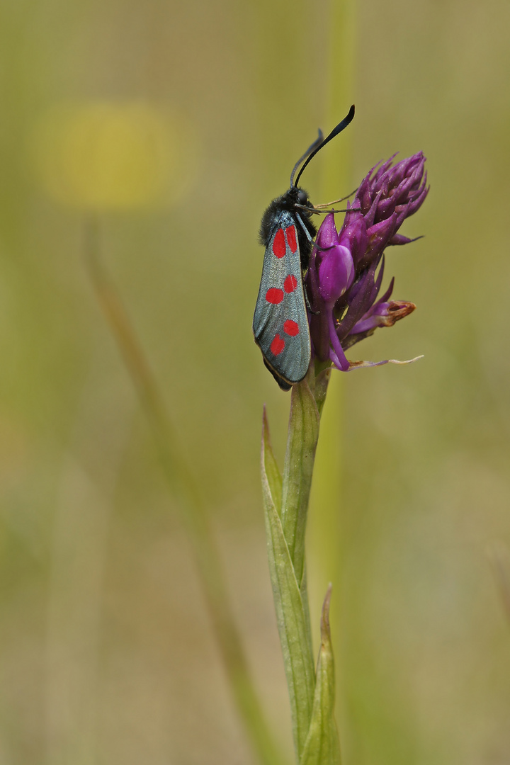 Gemeines Blutströpfchen (Zygaena filipendulae)