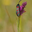 Gemeines Blutströpfchen (Zygaena filipendulae)