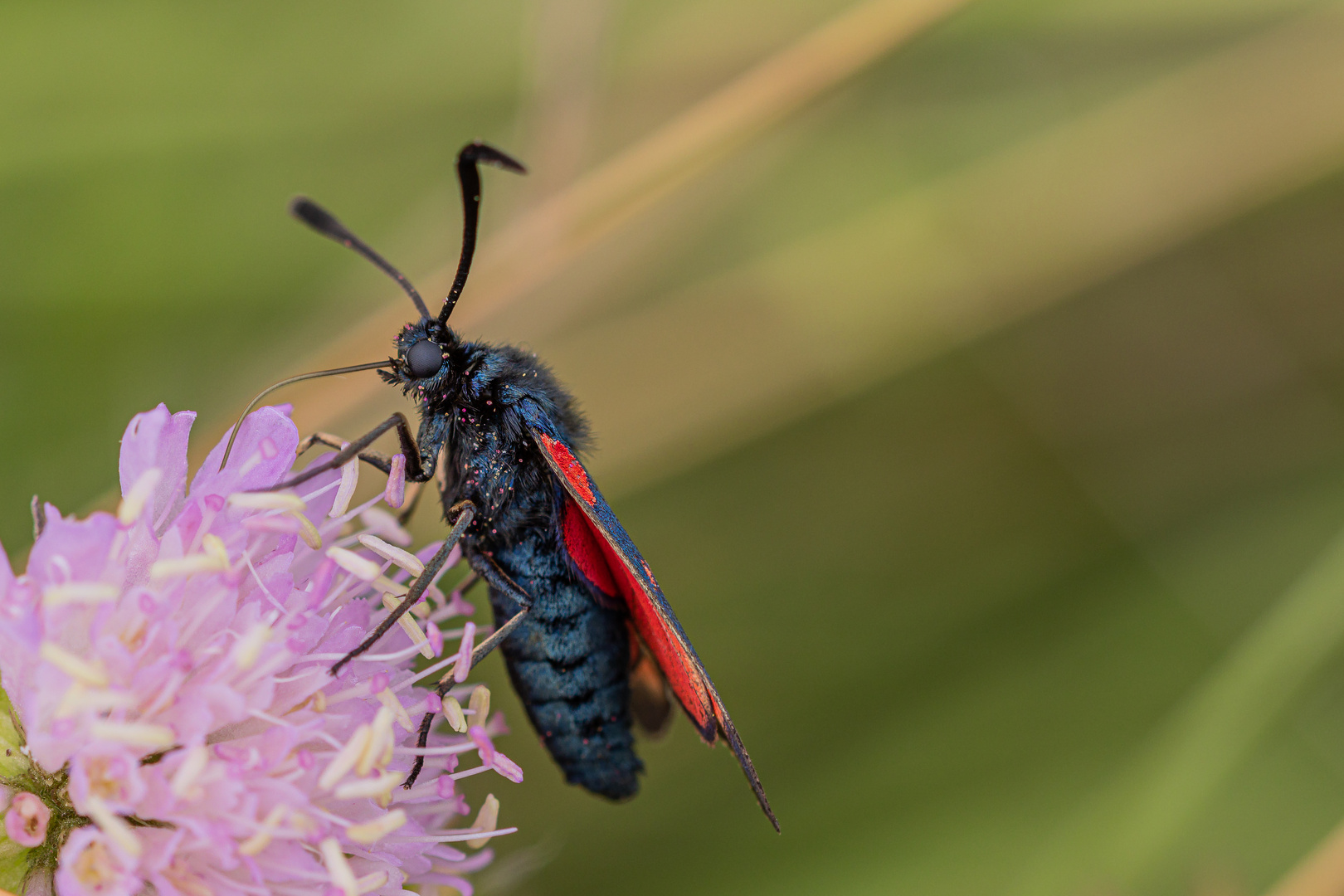 Gemeines Blutströpfchen (Zygaena filipendulae)