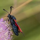 Gemeines Blutströpfchen (Zygaena filipendulae)