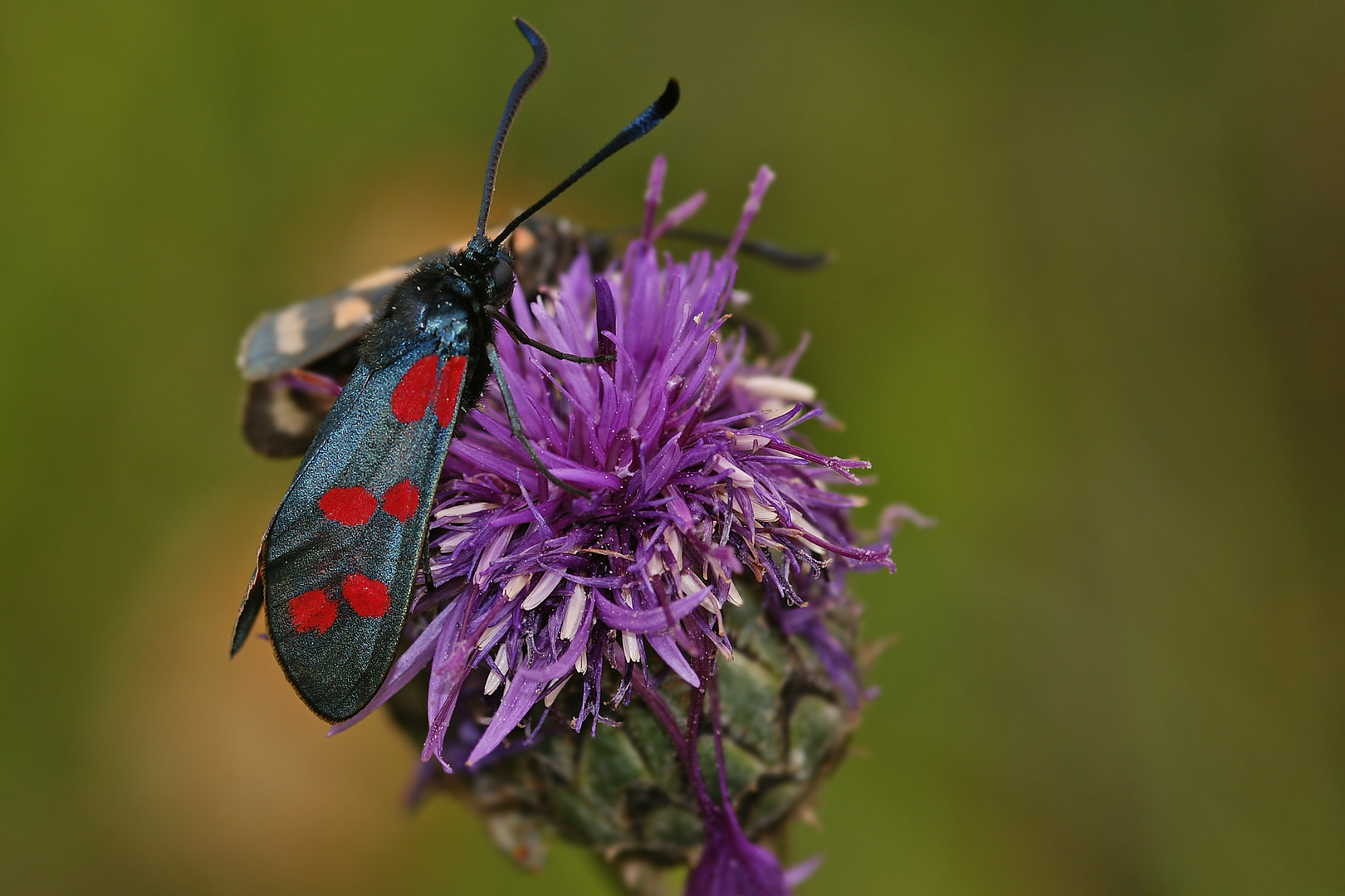 Gemeines Blutströpfchen (Zygaena filipendulae) und.....