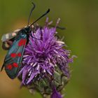 Gemeines Blutströpfchen (Zygaena filipendulae) und.....