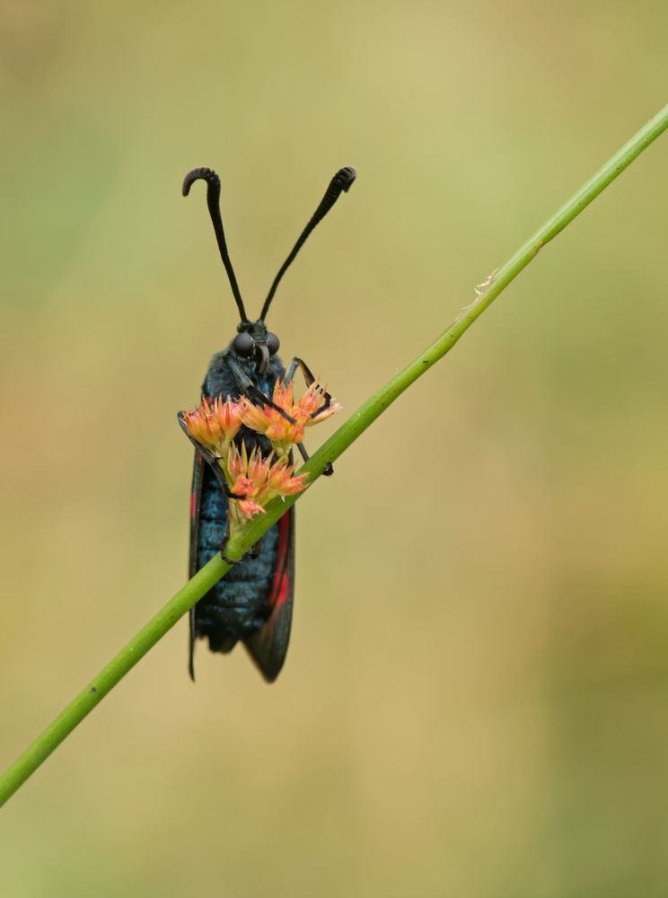 Gemeines Bluttröpfchen (Zygaena filipendulae)