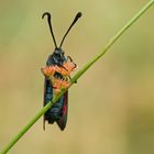 Gemeines Bluttröpfchen (Zygaena filipendulae)