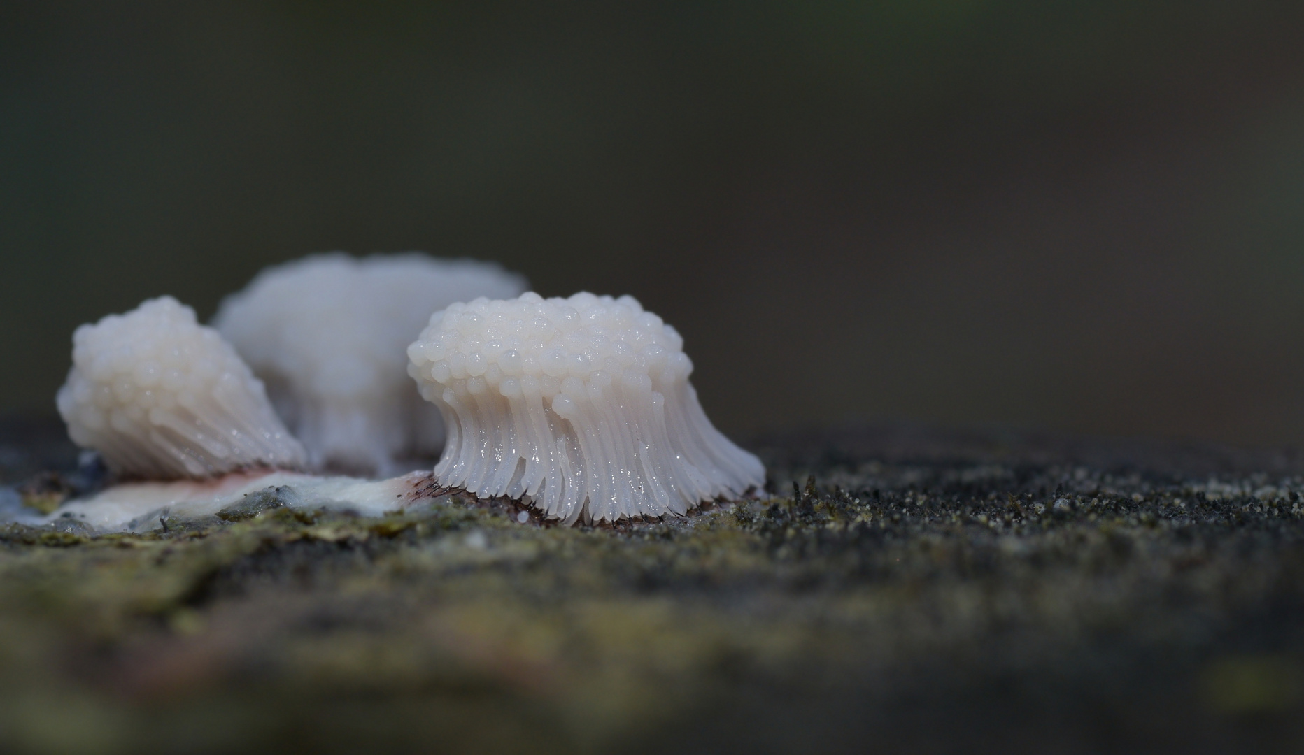 Gemeines Fadenstäubchen 