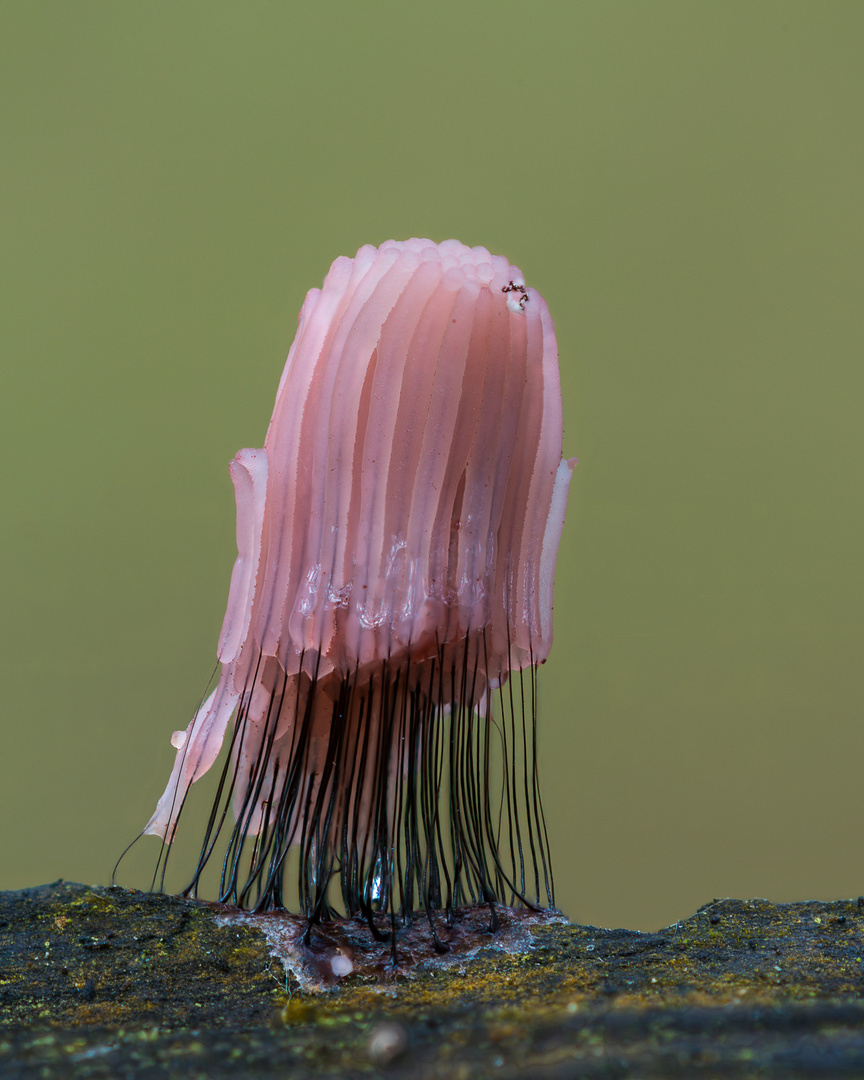 Gemeines Fadenstäubchen (Stemonitis axifera)