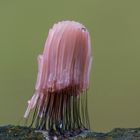 Gemeines Fadenstäubchen (Stemonitis axifera)