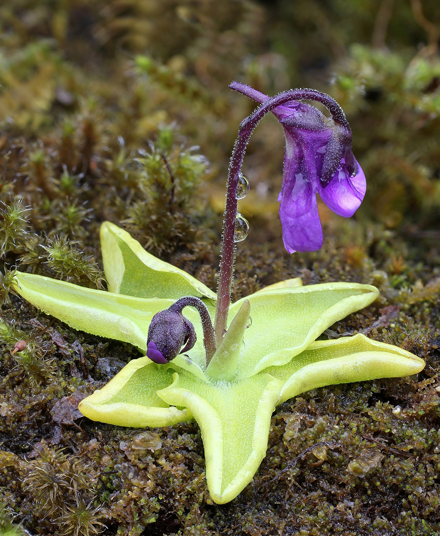 Gemeines Fettkraut  (Pinguicula vulgaris)