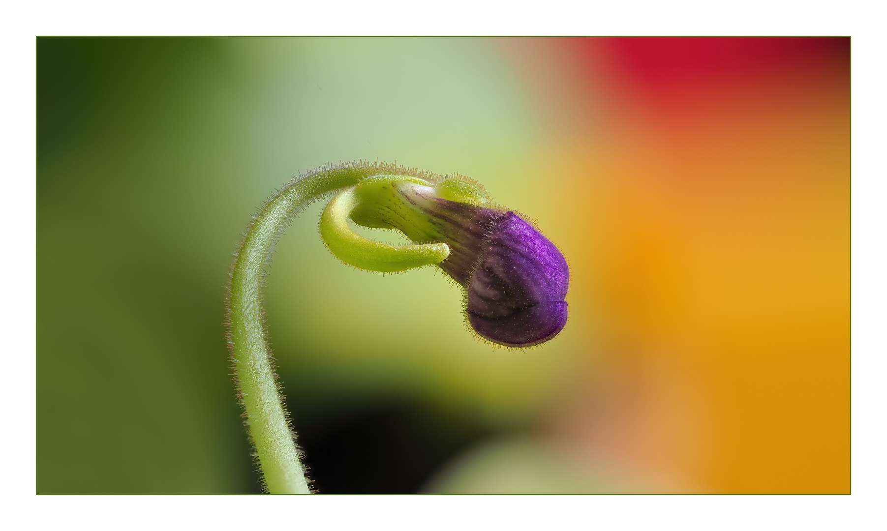 Gemeines Fettkraut (Pinguicula vulgaris)