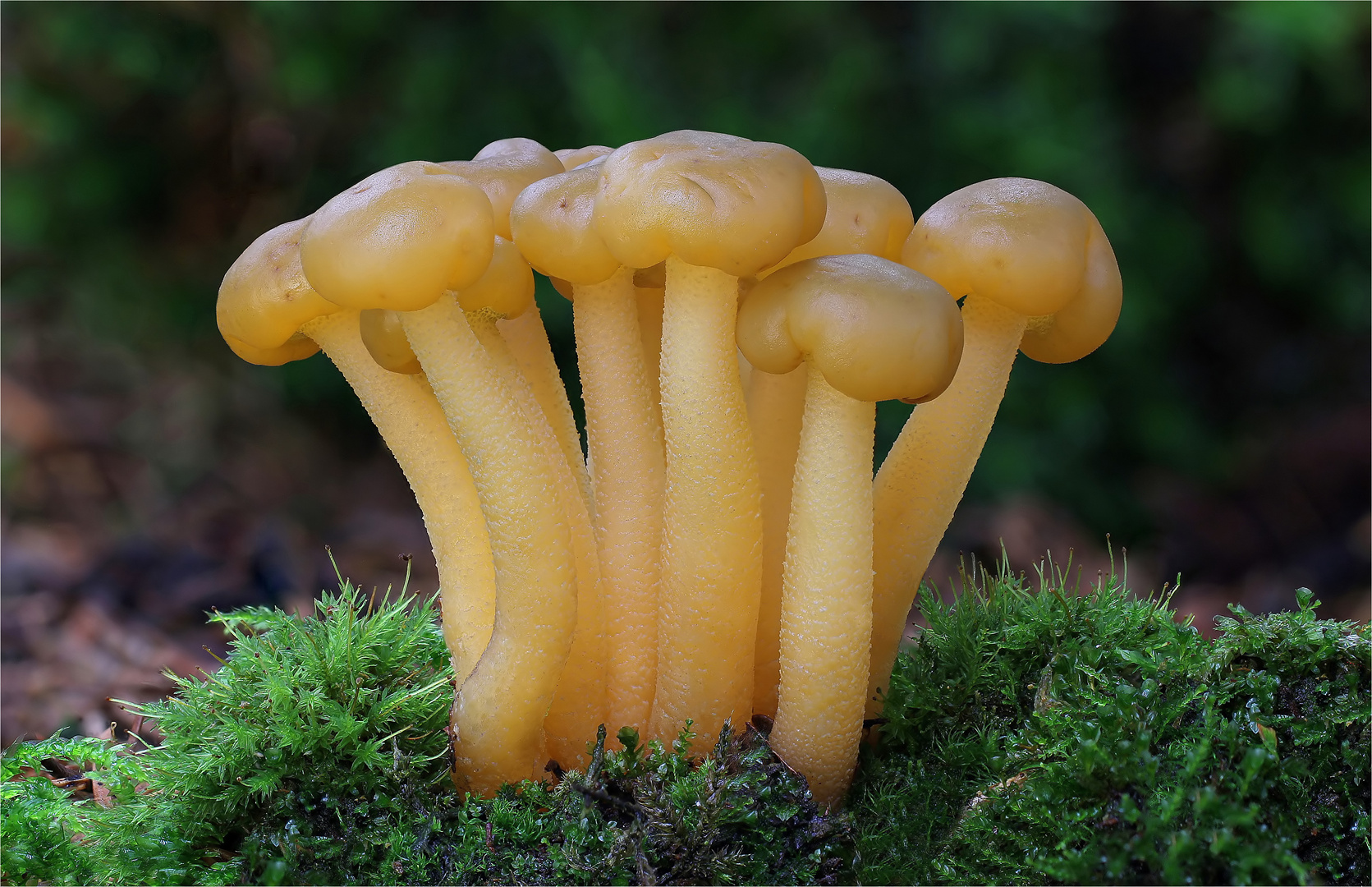  GEMEINES GALLERTKÄPPCHEN (Leotia lubrica)