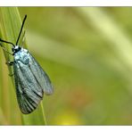 Gemeines Grünwidderchen