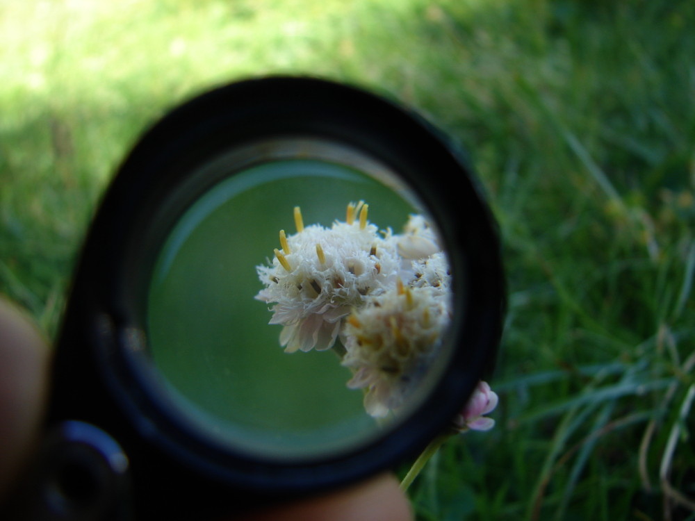 Gemeines Katzenpfötchen (Antennaria dioica) I