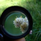 Gemeines Katzenpfötchen (Antennaria dioica) I