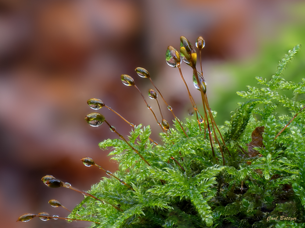 Gemeines Kurzbüchsenmoos (Brachythecium rutabulum)