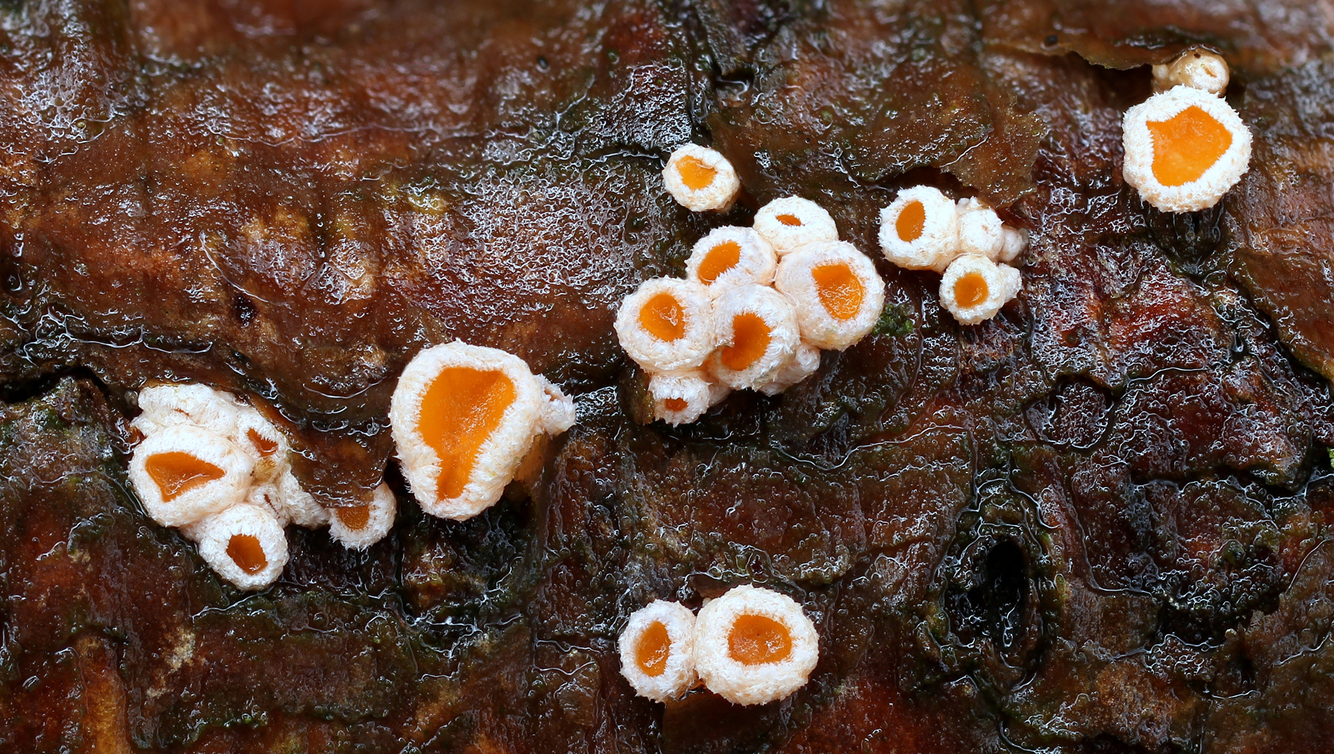 Gemeines Lärchen-Haarbecherchen (Lachnellula occidentalis )