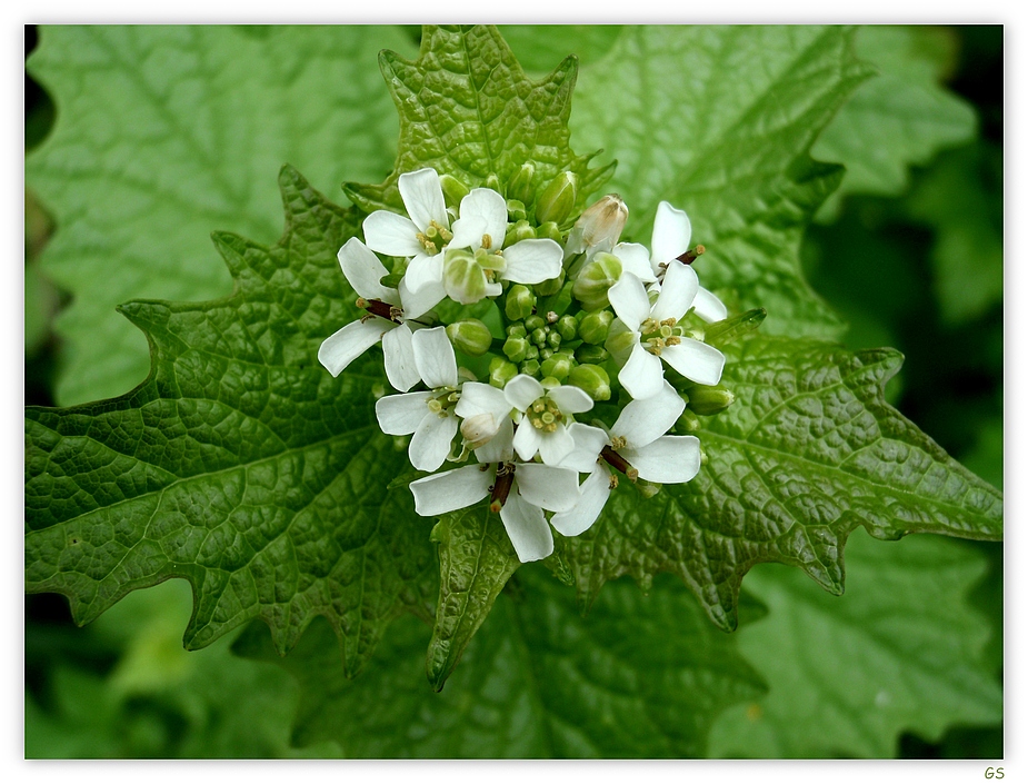 Gemeines Lauchkraut