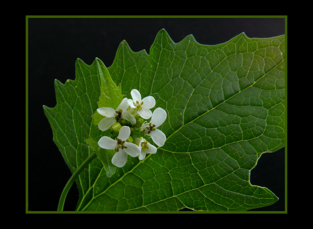 Gemeines Lauchkraut