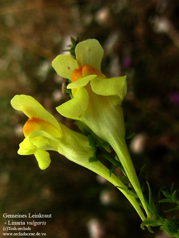 gemeines Leinkraut, Linaria vulgaris