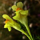 gemeines Leinkraut, Linaria vulgaris