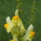 Gemeines Leinkraut 'Linaria vulgaris'