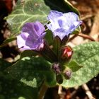 Gemeines Lungenkraut (Pulmonaria officinalis)