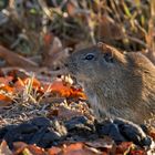 Gemeines Meerschweinchen